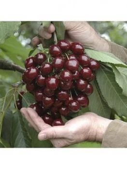Image of Sweet Cherry 'Stella' Patio Fruit Tree 5L Potted Plant 1.4M Tall