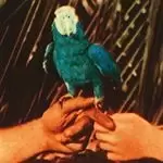 Image of Andrew Bird - Are You Serious (Music CD)