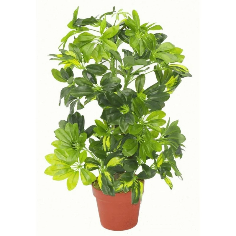 Image of Leaf 75cm Artificial Arboricola Gold Capella Plant Green unisex