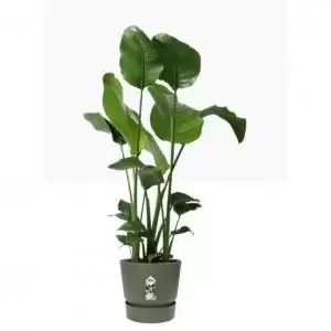 Image of Elho Greenville Round Pot & Base GREEN 30cm NWT7033