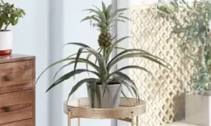 Image of Pineapple Plant: One