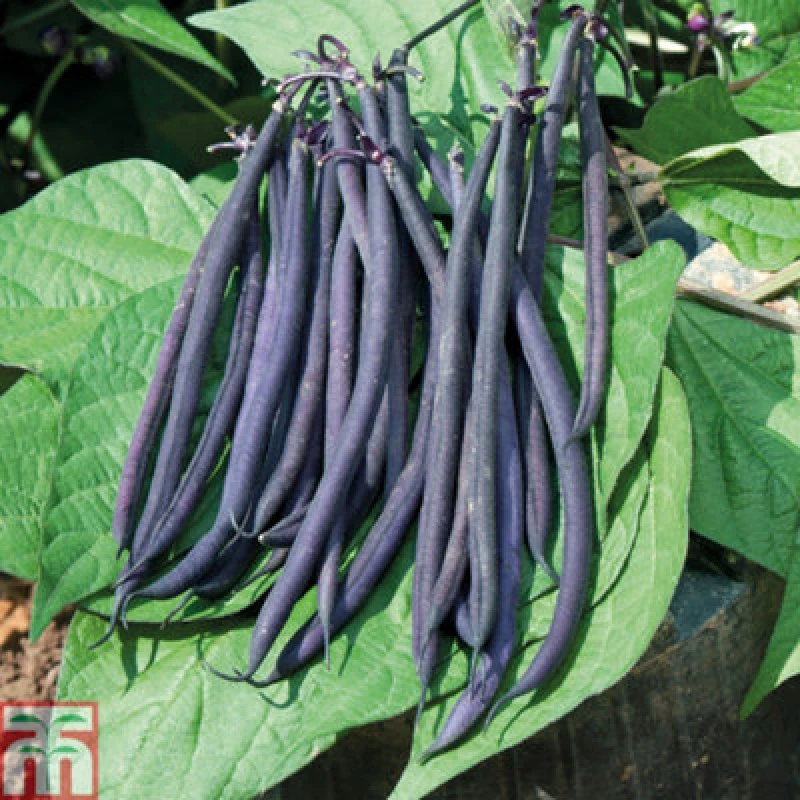 Image of Thompson & Morgan Dwarf Bean Mistic 1 Packet (40 Seeds)