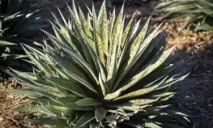 Image of Mangave Pine Express Potted Plants, Two, Apple