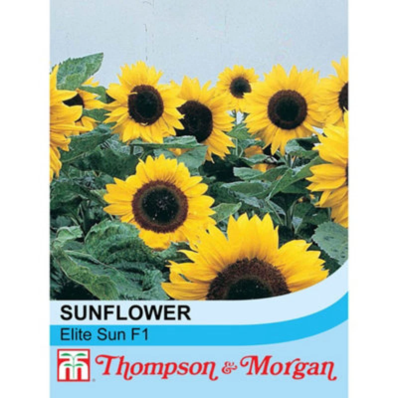 Image of Thompson & Morgan Sunflower Elite Sun F1 Hybrid 1 Packet (20 Seeds)