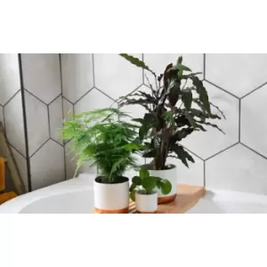 Image of Thompson & Morgan Thompson and Morgan New Home Houseplant Collection - 8 plants
