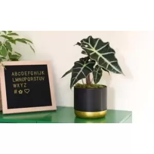 Image of Thompson & Morgan Thompson and Morgan Alocasia amazonica (Elephant Ear Plant) 11cm Pot x 3