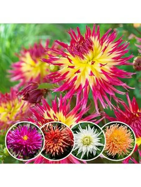 Image of YouGarden Dahlia Cactus Mixed- 5 tubers - Size 5 tubers