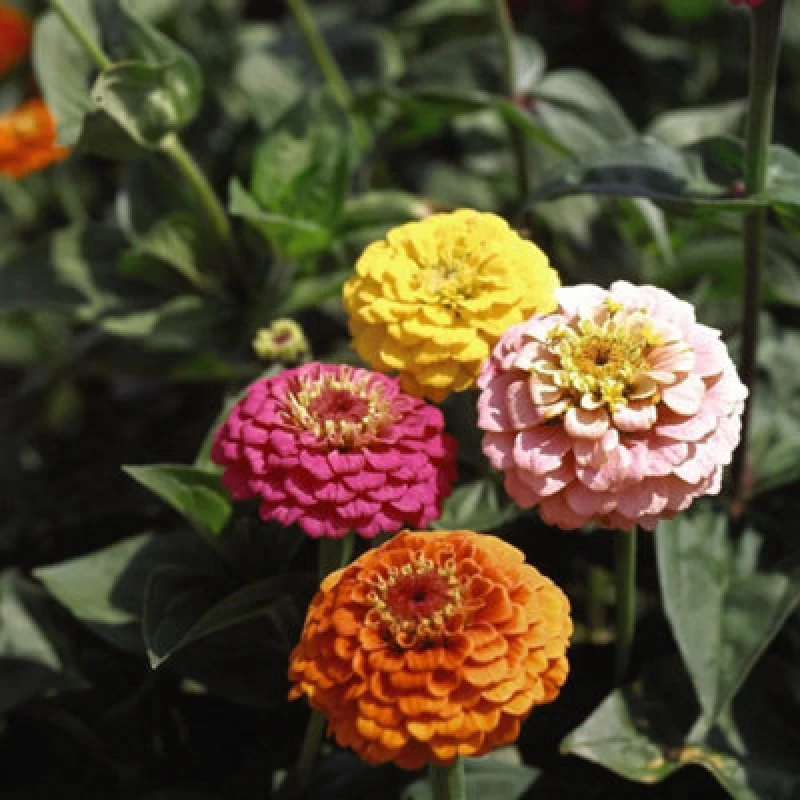 Image of Thompson & Morgan Zinnia Elegans Cupid Mixed 1 Packet (1000 Seeds)