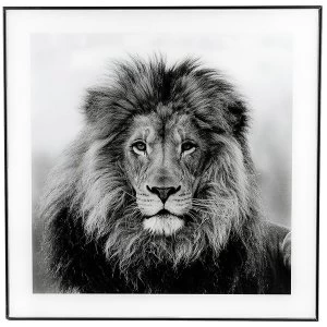 Image of Large Monochrome Lion Print with Black Frame