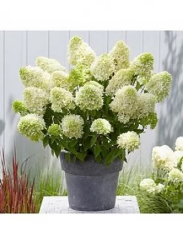 Image of Hydrangea Paniculata 'Skyfall' 3L