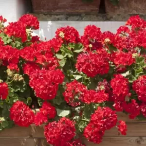 Image of Yougarden Geranium Ultimate Red Plants 20 Pack
