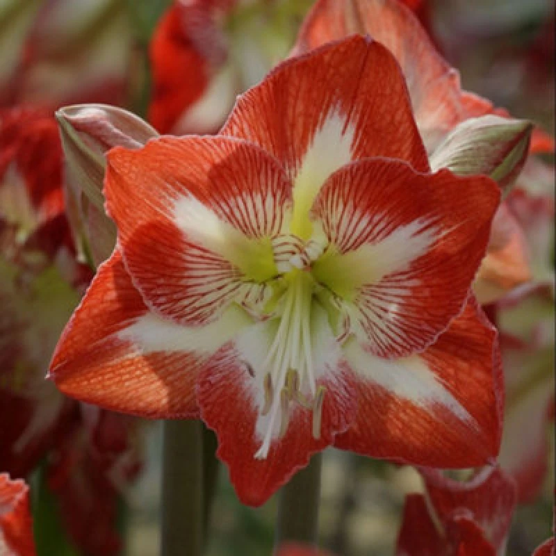 Image of Thompson & Morgan Amaryllis Minerva Bulb - Large Red Blooms - Easy Houseplant For Indoor Winter/spring Shows