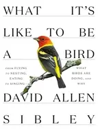 Image of what its like to be a bird