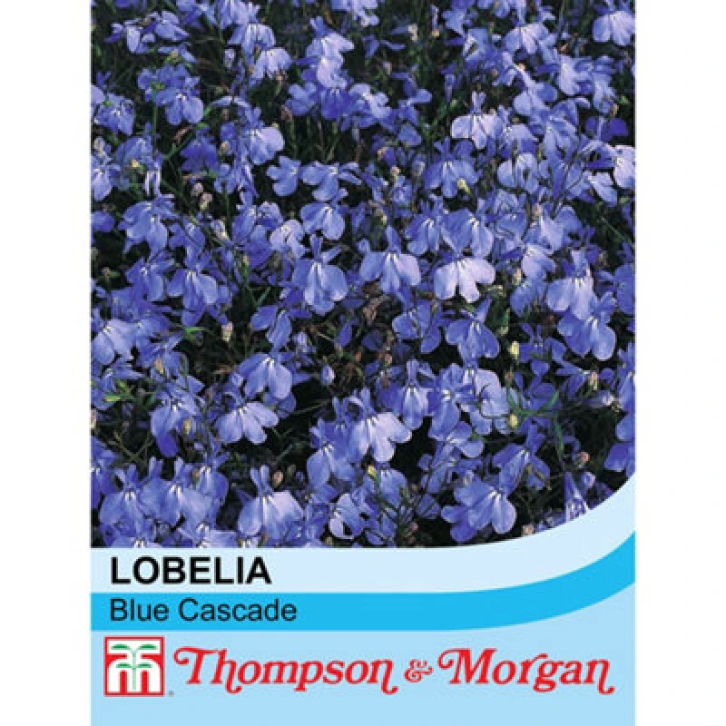 Image of Thompson & Morgan Lobelia Blue Cascade 1 Packet (1000 Seeds)
