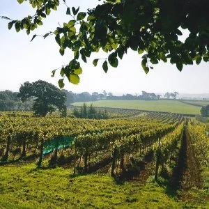 Image of Buyagift Wine Or Beer Tasting For Two Gift Experience