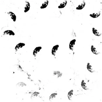 Image of Monolithe Noir - Moira Vinyl