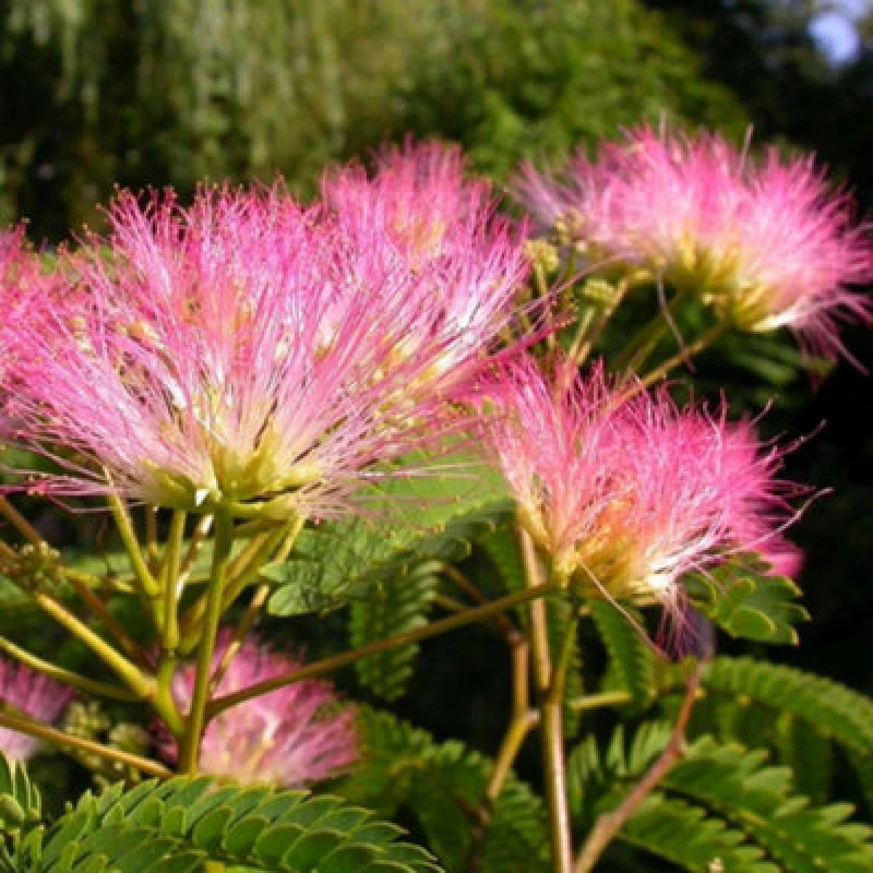 Image of Thompson & Morgan Albizia Julibrissin Tropical Dream 3 Litre Potted Plant X 1