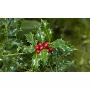 Image of Thompson & Morgan Thompson and Morgan Holly Ilex 'Green Alaska' 2 Litre Pot - 2 plants