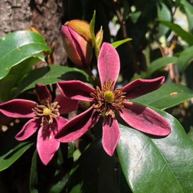 Image of Thompson & Morgan Magnolia Hybrid Stellar Ruby 9Cm Potted Plant X 2