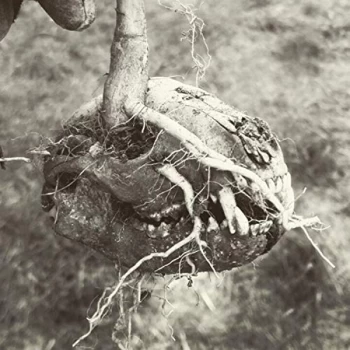 Image of God's Bastard - Last Standing Village CD