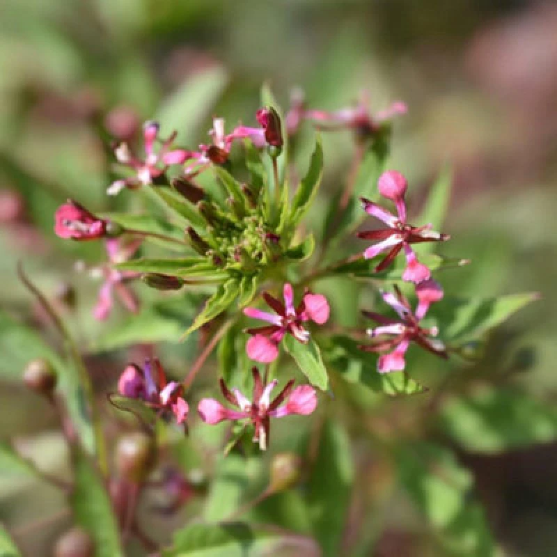 Image of Thompson & Morgan Lopezia Cordata Pretty Rose 1 Packet (400 Seeds)