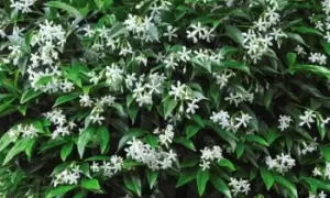 Image of Suttons Trachelospermum Jasminoides Plants: One
