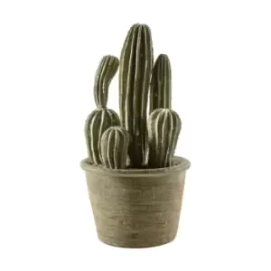 Image of Crossland Grove Cactus San Pedro Small 130X130X280Mm