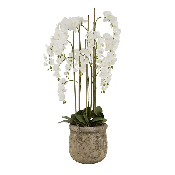 Image of Hill Large White Orchid In Antique Stone Pot HI-22641