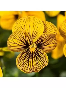 Image of Viola Sorbet Tiger Eye 20 Garden Ready Plants