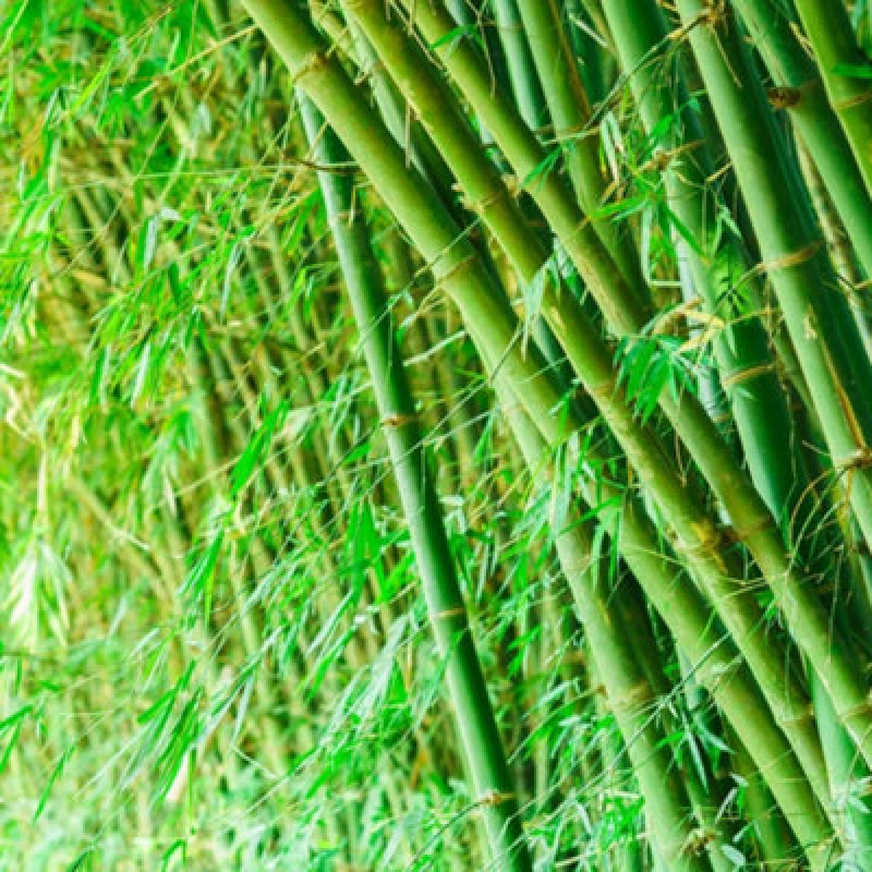 Image of Thompson & Morgan Phyllostachys Bissetti 100/150 10 Litre Potted Plant X 1