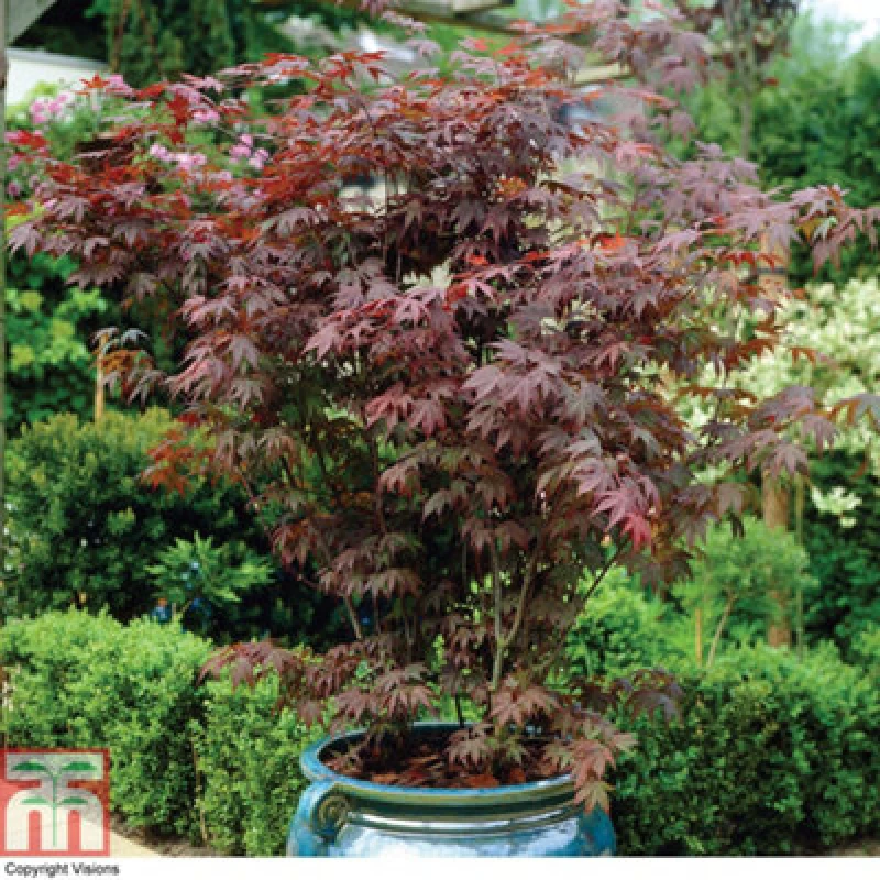 Image of Thompson & Morgan Acer Atropurpureum 10.5Cm Potted Plant X 2