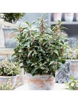 Image of Sarcococca Hookeriana Winter Gem 15Cm Pot