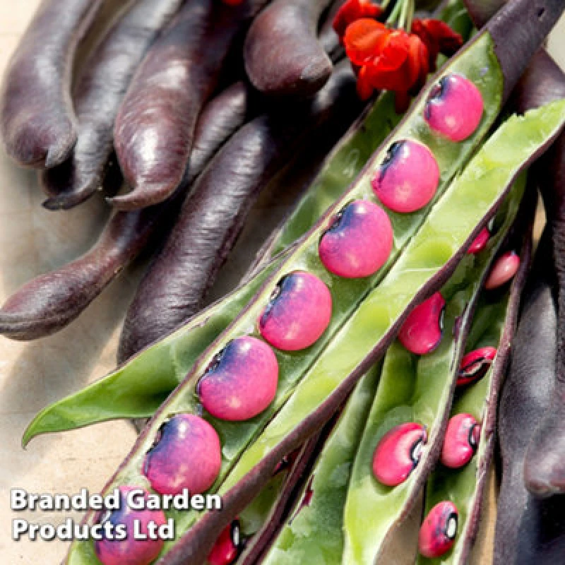 Image of Thompson & Morgan Bean Runner Black Knight 1 Packet (20 Seeds)
