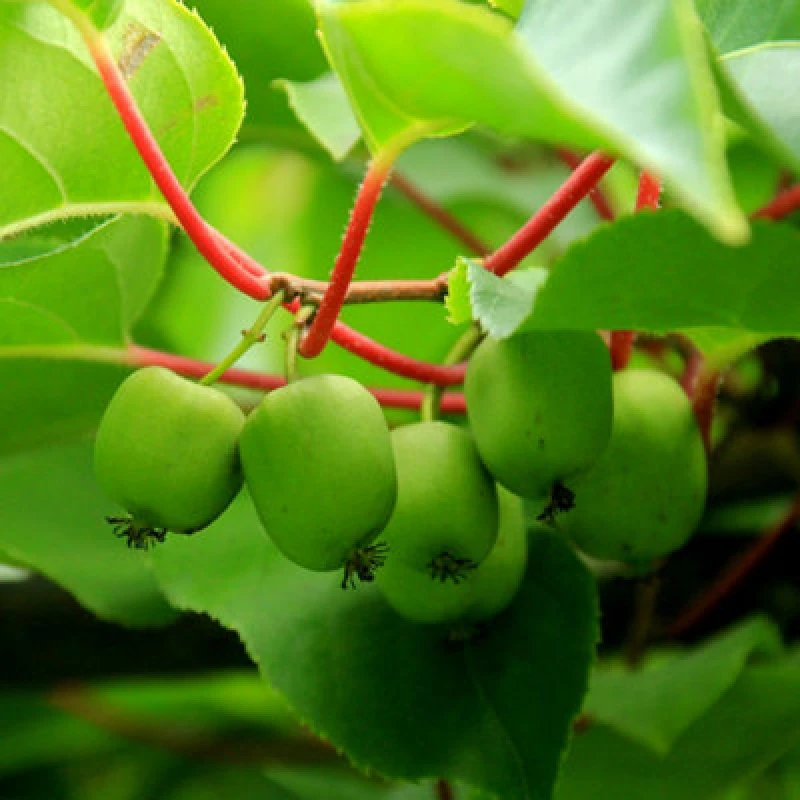 Image of Thompson & Morgan Actinidia (Kiwi) Arguta Geneva 15Cm Pot X 2