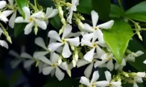 Image of Trachelospermum Jasminoides Plant: Two