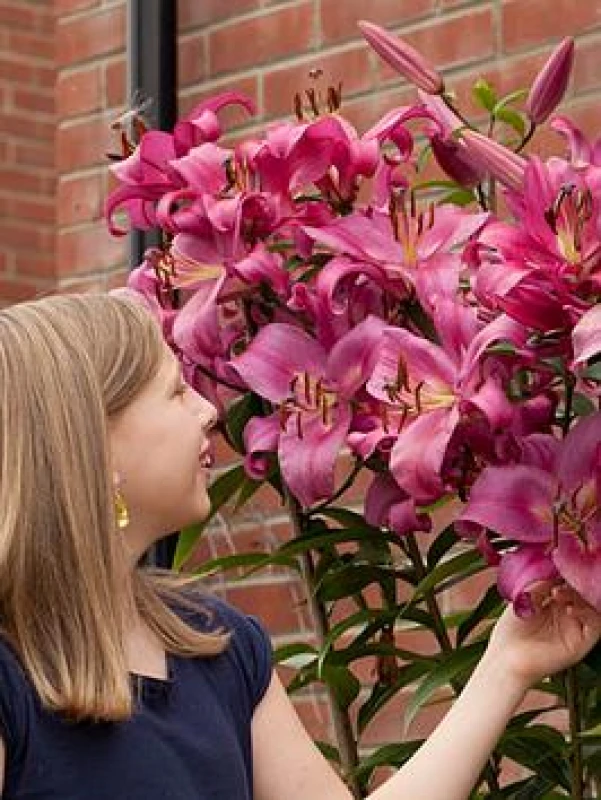 Image of You Garden Skyscraper Lily 'Robina' - 3 Bulbs One Colour WFHUN Unisex