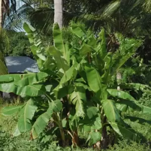 Image of YouGarden Hardy Japanese Banana 'musa Basjoo' 70Cm Tall