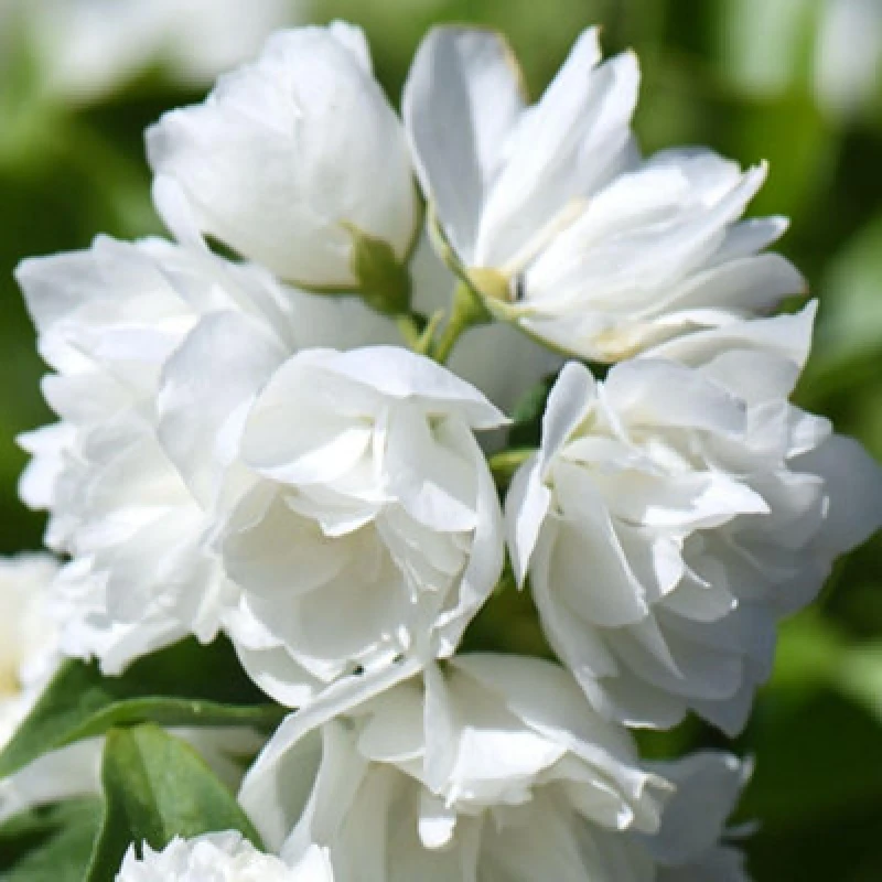 Image of Thompson & Morgan Philadelphus Virginal 1L Pot - Fragrant White Double Flowers Hardy Deciduous Shrub For Borders & Wildlife