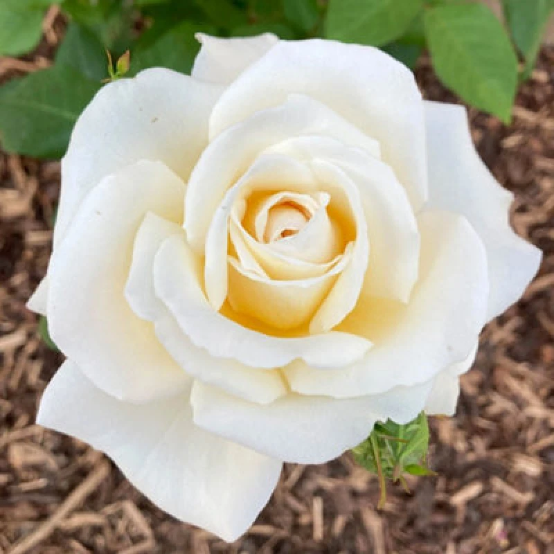 Image of You Garden Harkness Rose 'mary Berry' , Established Plant In A 4 Litre Pot, Ready To Plant, For Pots, Beds, And Borders