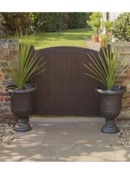 Image of Pair 80-100Cm Cordylines 14Cm Pot