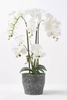 Image of White Orchid 82cm Phalaenopsis in Ceramic Pot Extra Large, 4 Stems
