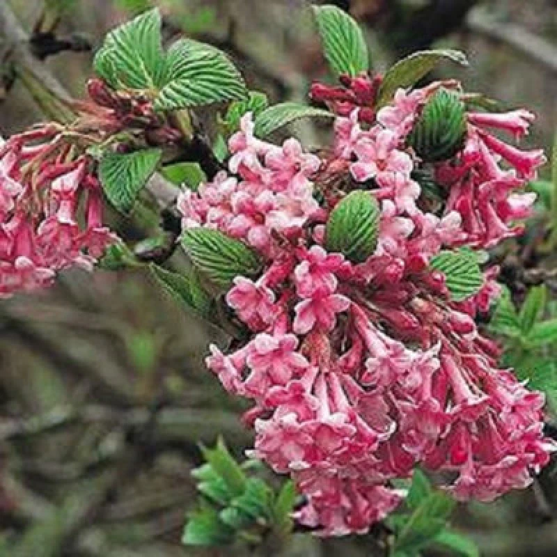 Image of Direct Plants Viburnum Dawn Fragrant Winter Flowering Pink Shrub Large In A 3 Litre Pot
