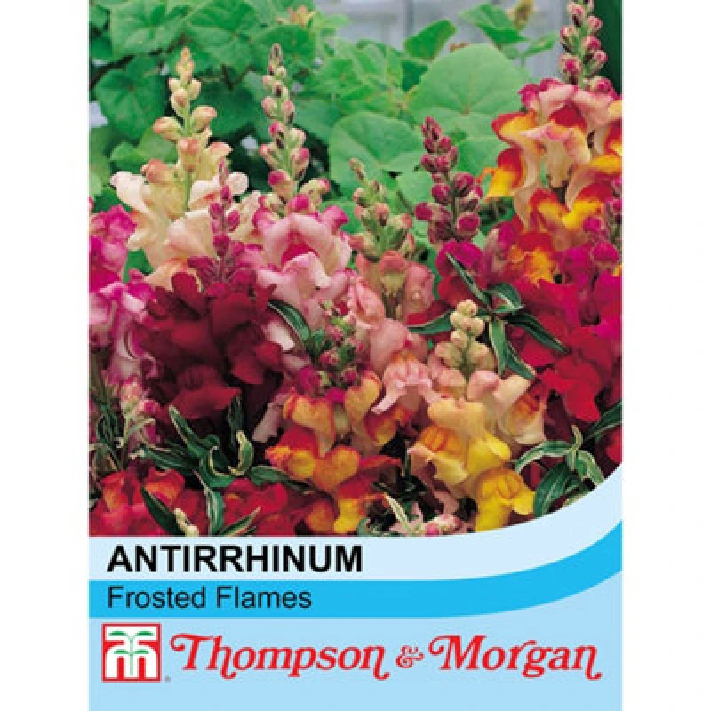 Image of Thompson & Morgan Antirrhinum Nanum Frosted Flames 1 Seed Packet (60 Seeds)