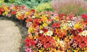 Image of Lily Asiatic Ground Cover Bulbs: 50