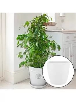 Image of Ficus Benjamina Exotica With White Pot