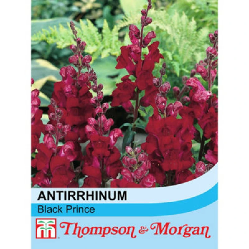 Image of Thompson & Morgan Antirrhinum Nanum Black Prince 1 Packet (750 Seeds)
