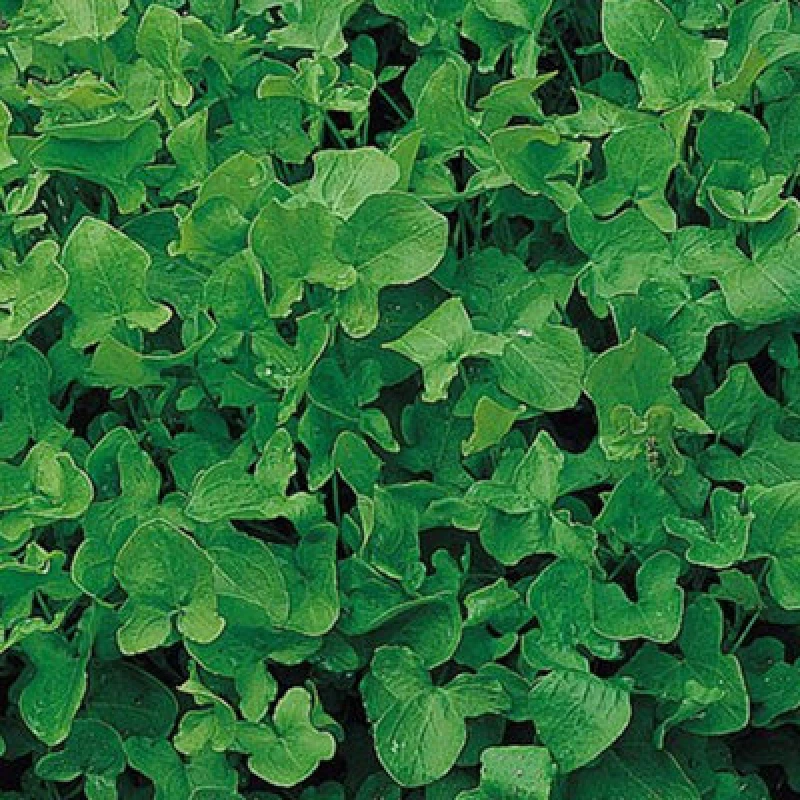 Image of Thompson & Morgan Herb Sorrel 1 Seed Packet (1000 Seeds)