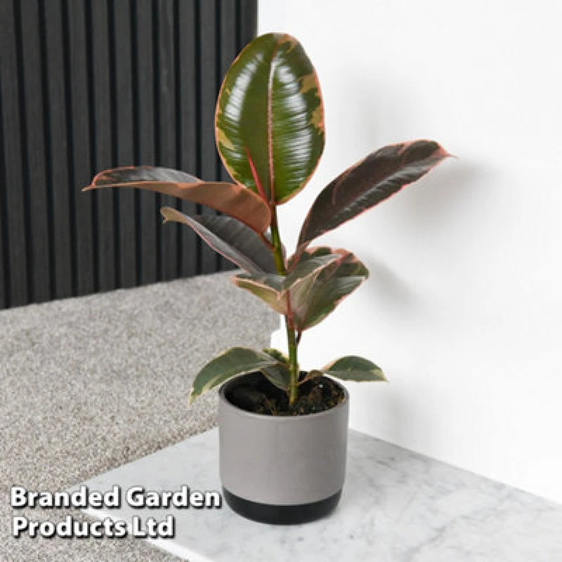 Image of Thompson & Morgan Ficus Elastica Belize 12Cm Pot X 1