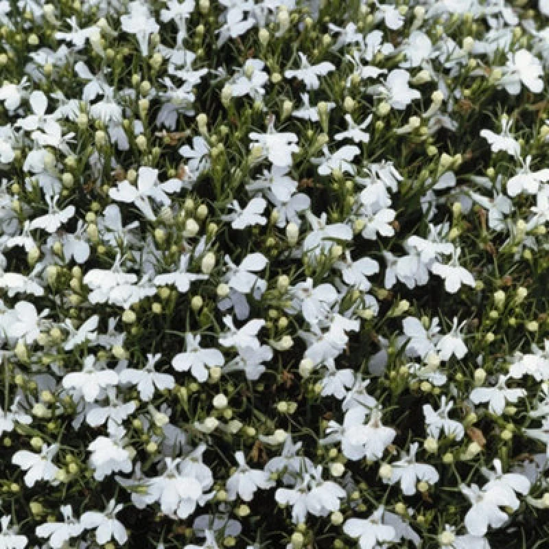 Image of Thompson & Morgan Lobelia Snowball 1 Packet (1000 Seeds)