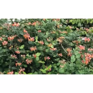 Image of Thompson & Morgan Thompson and Morgan Honeysuckle 'Celestial' potted lonicera plants 15cm x 2